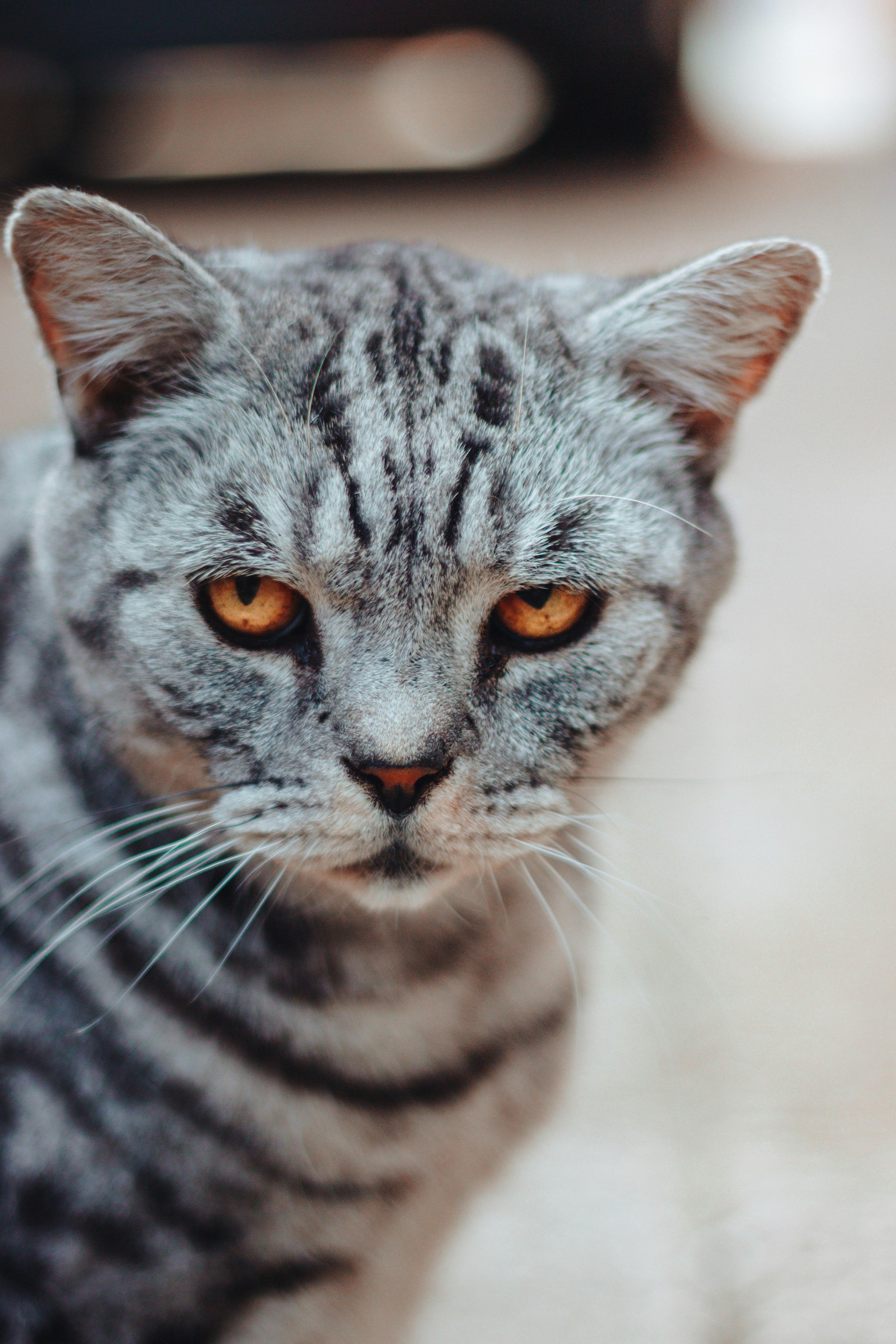 selective focus photograph of gray and black cat